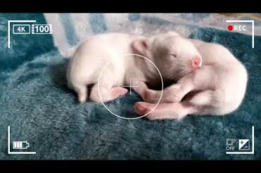 Baby bunny day 6 ||#cutestbaby bunny ||6th day of baby bunny ||