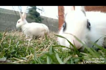 Cute bunnies