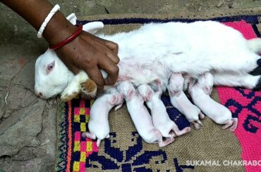 BABY RABBITS FEEDING MILK FROM THEIR MOTHER