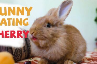 Cute Bunny Eating Sweet Cherry 🍒 But breakfast first 🙂