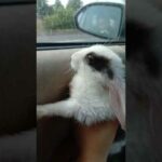 My cute rabbit 💕💕💕💕