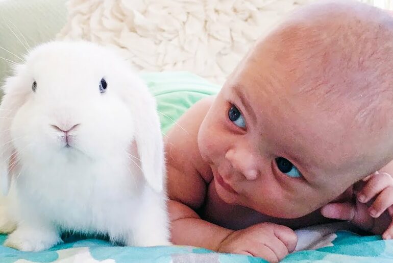 Pets Collective | Cute Friendship Babies and Rabbits - Funny Babies with Animals
