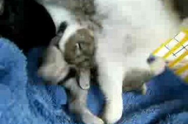 Mother Rabbit feeding babies :D