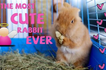 Cutest Little Rabbit Ever 2020 😍😍😍