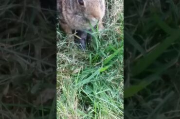 Bunny feeding her newborn babies