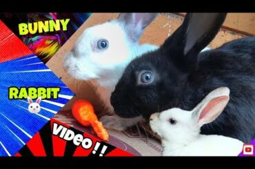 BABY BUNNY RABBIT 🐰 VLOG