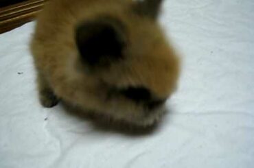 Lion Head Baby Bunny