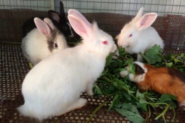 Rabbit Eating Vegetable - Rabbit Videos - Cute Rabbits - Funny and Cute Rabbit Videos - Rabbit