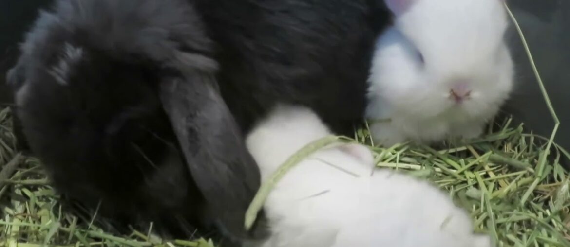 Cute Baby Bunnies Got Milk Cute Baby Bunnies Got Milk