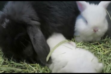 Cute Baby Bunnies Got Milk