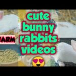 Cute bunny 😍 rabbits videos _kk farm_rabbit_rabbitfarm