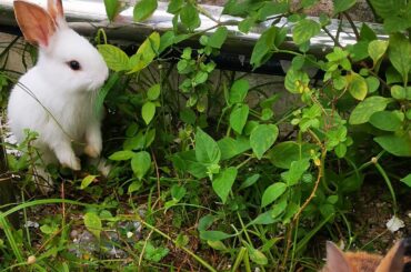 Cute rabbits baby eat grass