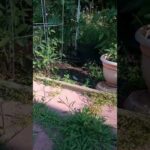 Adorable Baby Rabbit in the Vegetable Garden