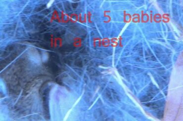 Rabbit Nest then baby rabbit who left the nest.
