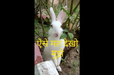 Cute Rabbits | Cute Bunny | Baby Rabbit | cute animal