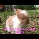 かわいい赤ちゃんうさぎ　外遊び　Cute baby rabbit