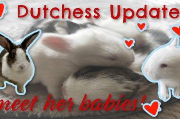DUTCHESS AND HER BABIES UPDATE | The Rabbit Sanctuary Australia