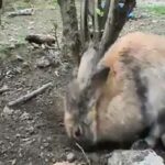 Rabbit hiding her babies in ground