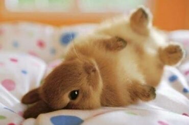 BEAUTIFUL BABY BUNNIES ~ All Time High  2016