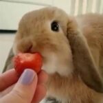 Cute little Mini lop Bunny Rabbit eating a strawberry