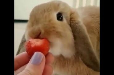 Cute little Mini lop Bunny Rabbit eating a strawberry