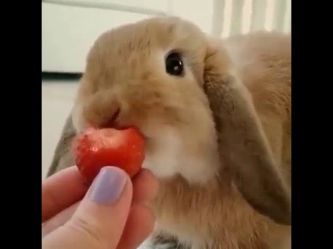 Cute little Mini lop Bunny Rabbit eating a strawberry