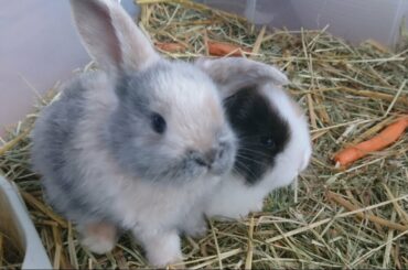 CUTE BUNNIES -  Baby Schlappohrhasen - Die ersten zwei Monate  im Zeitraffer
