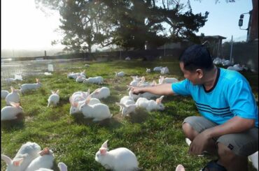 Breeding rabbits( Documentary)- Modern method of rabbit breeding