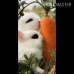 Cute Rabbit WhatsApp status video / Cute WhatsApp status video 2020