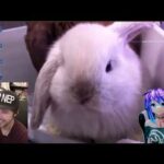 Cute bunnies video