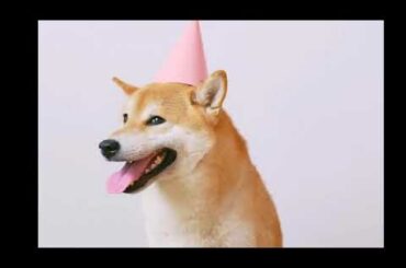 Happy Birthday cute rabbit ,Funny animals , cutest birthday , puppy gathering, Birthday party