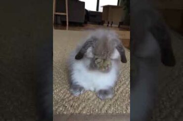 Cute BABY RABBIT