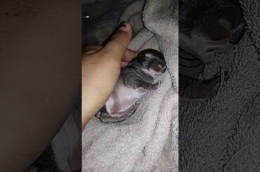 Sleeping baby bunny 🐇