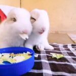 Baby Bunnies Eating Veggies
