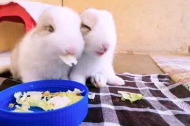 Baby Bunnies Eating Veggies