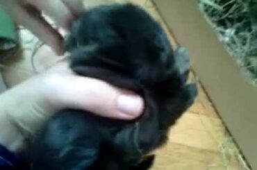 Flemish Giant Rabbit Babies Litter kits week 2