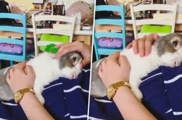 Sweet Pet Rabbit Lies On Owner's Belly