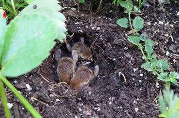 Cute baby bunnies sleeping in their nest