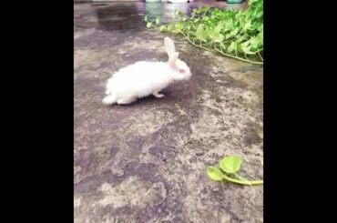 Cute Rabbit🐇🐇🐇
