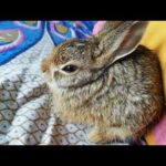 Cute Bunny Video