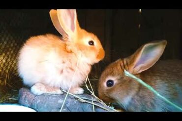 Cute rabbits in the aviary are eating grass (*^‿^*)