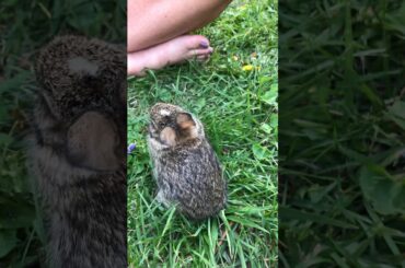 Little baby rabbit