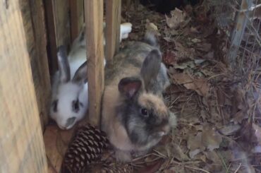 Cute Rabbits and Baby chickens have first dust bath. 🐥 🐣