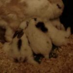 Baby Bunnies Nursing