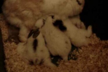 Baby Bunnies Nursing