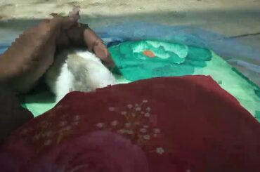 pretty baby rabbit  sleeping so cute