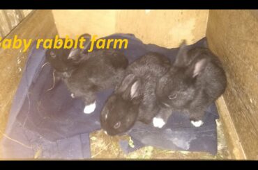 Cute baby rabbit farm| black.