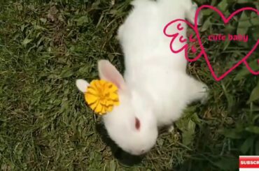 baby bunny rabbit behaviour