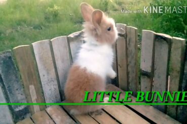 CUTE BUNNIES | TWO MONTHS OLD BUNNIES SNEAK PEEK VIDEO