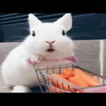 Funny And Cute Baby Bunny Rabbits Video - Baby Animals video Compilation